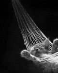 pic for A kitten is in a hammock